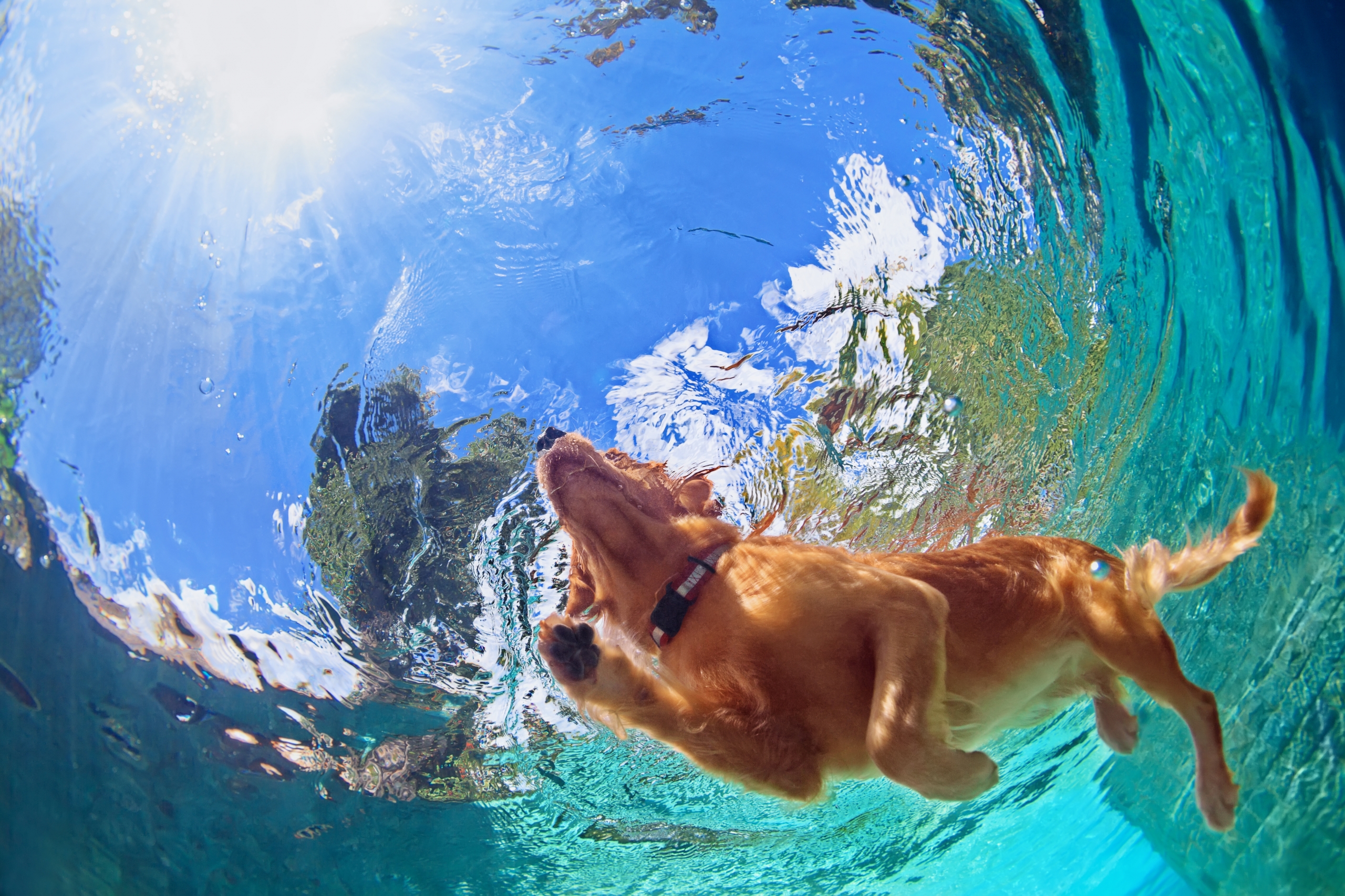 Underwater photo of golden labrador retriever