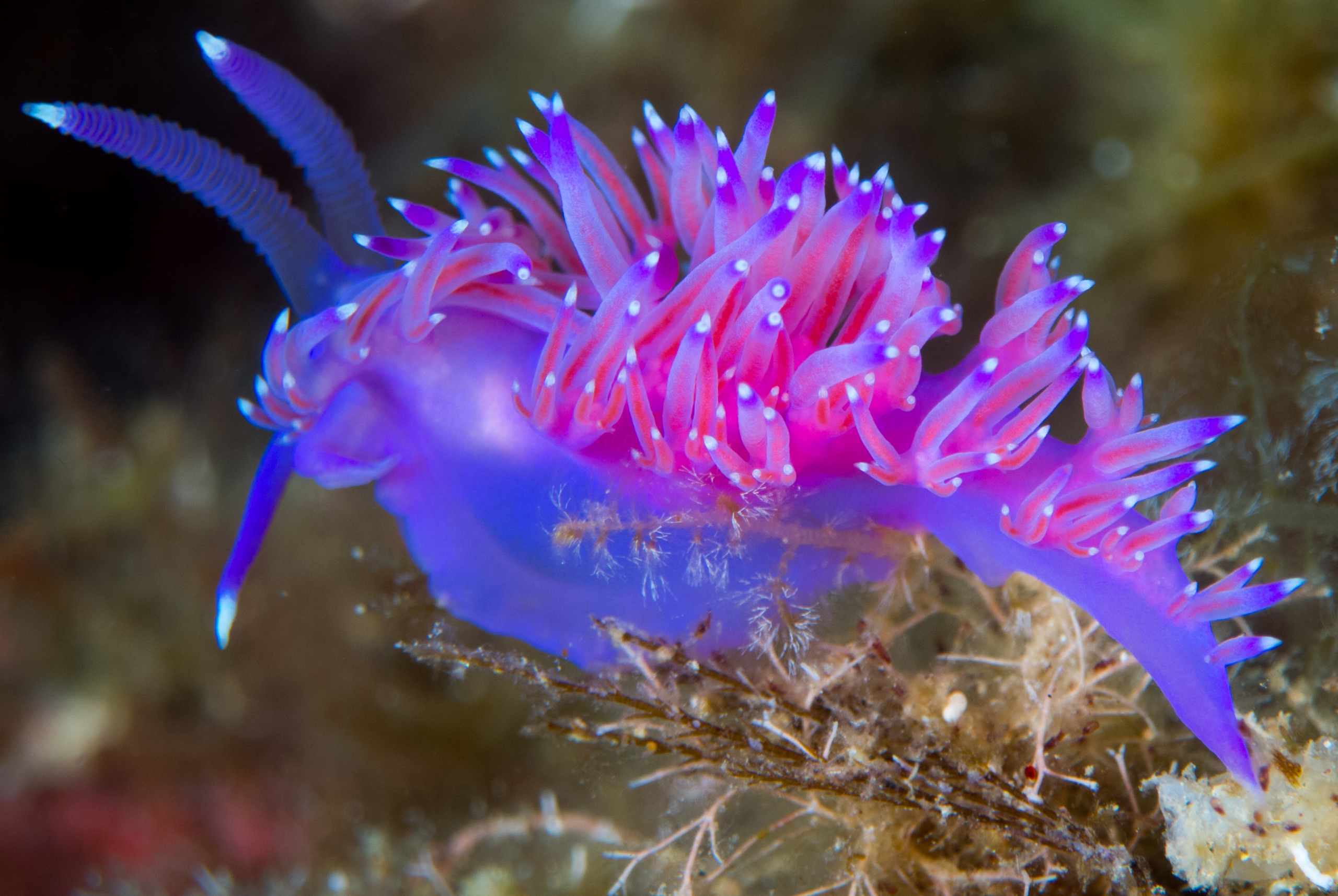 nudibranquio en la costa brava, mar mediterraneo